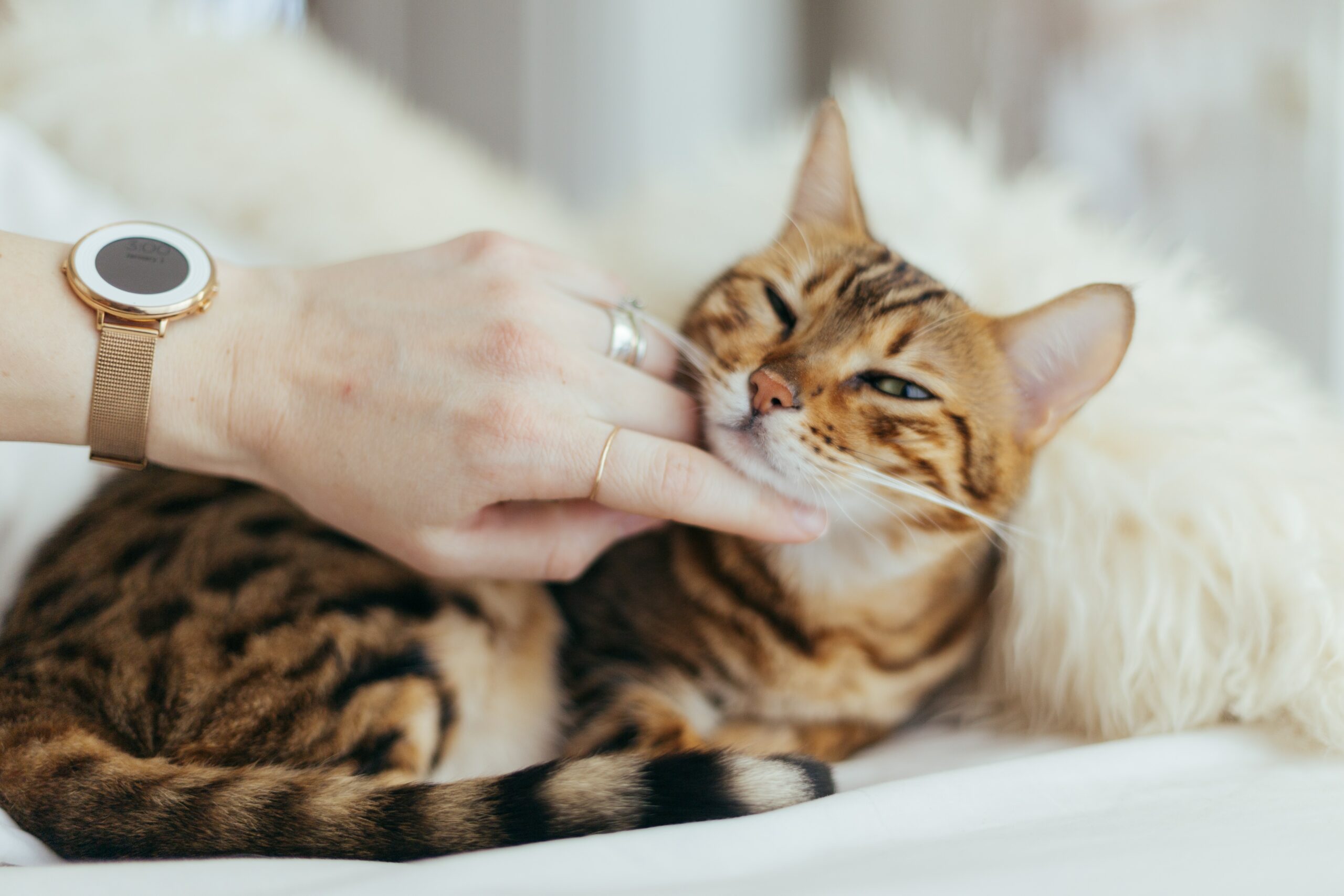 cat delight joy love